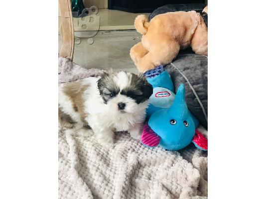 PoulaTo: Εκπληκτικά κουτάβια Jack Russell